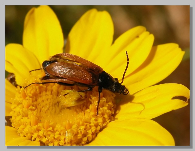 Melasoma populi